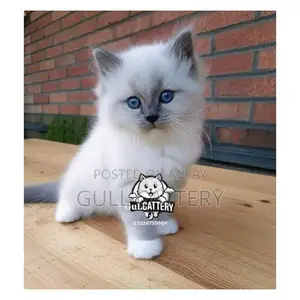 Photo - Persian British Punch Face Kitten - Premium Breed