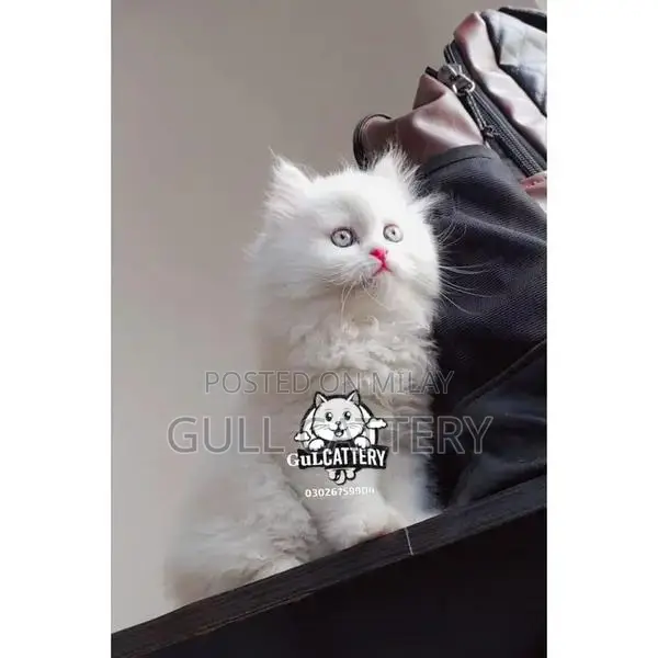 Persian British Punch Face Kitten - Premium Breed
