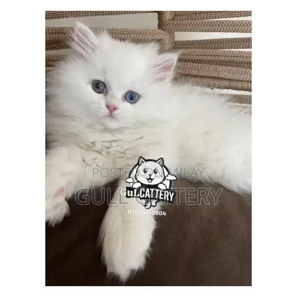 Persian British Punch Face Kitten - Premium Breed