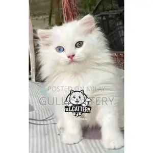 Persian Kitten - Adorable Punchface British Breed