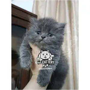 Persian Kitten - Adorable Punchface British Breed