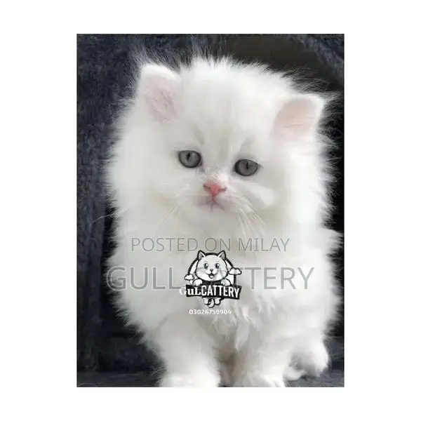 Persian Kitten - Adorable Punchface British Breed