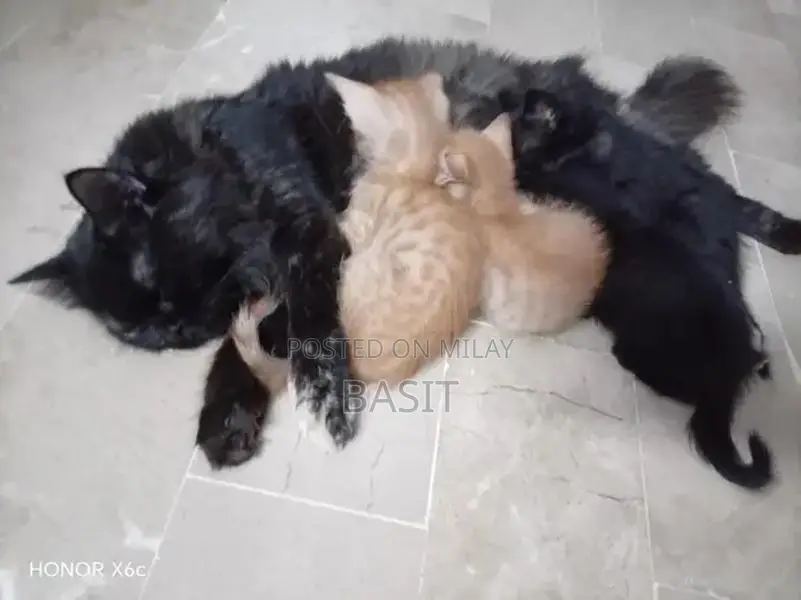 Purebred Persian Cat with Five Adorable Kittens - Complete Family Pack