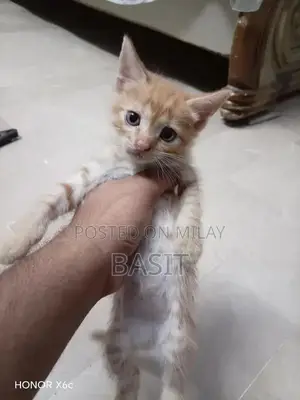 Purebred Persian Cat with Five Adorable Kittens - Complete Family Pack