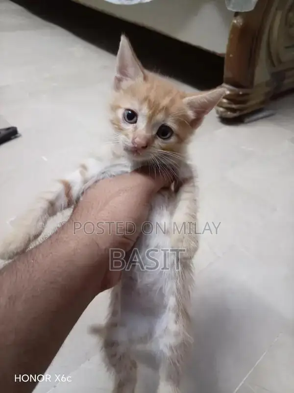 Purebred Persian Cat with Five Adorable Kittens - Complete Family Pack