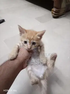 Purebred Persian Cat with Five Adorable Kittens - Complete Family Pack