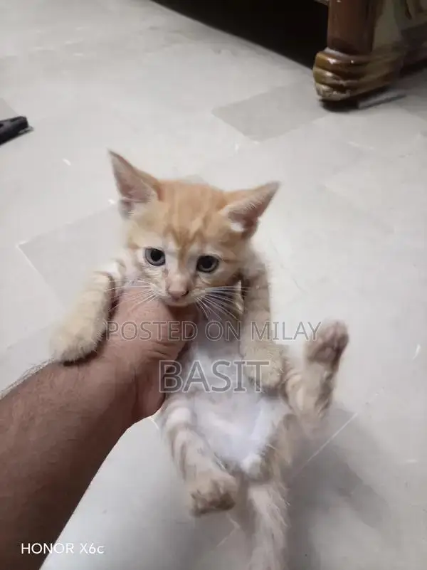 Purebred Persian Cat with Five Adorable Kittens - Complete Family Pack