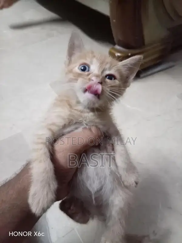 Purebred Persian Cat with Five Adorable Kittens - Complete Family Pack