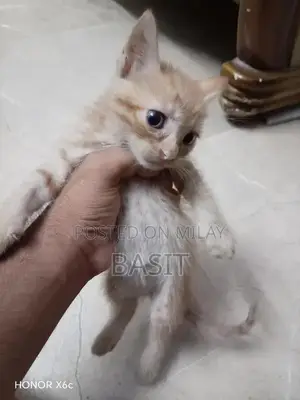 Purebred Persian Cat with Five Adorable Kittens - Complete Family Pack