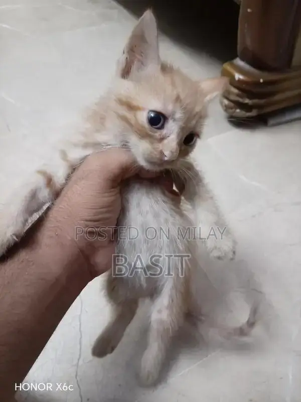 Purebred Persian Cat with Five Adorable Kittens - Complete Family Pack