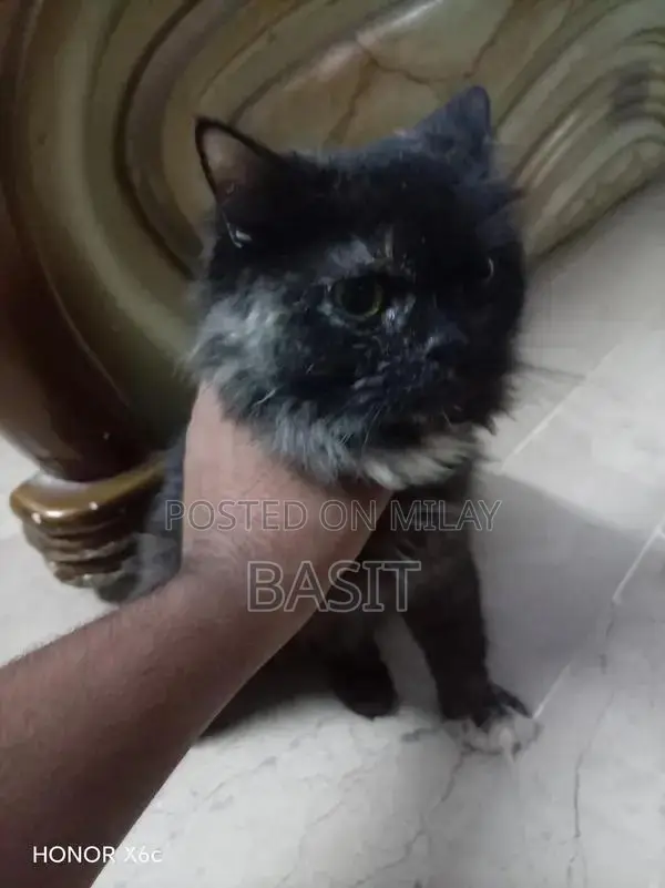 Purebred Persian Cat with Five Adorable Kittens - Complete Family Pack