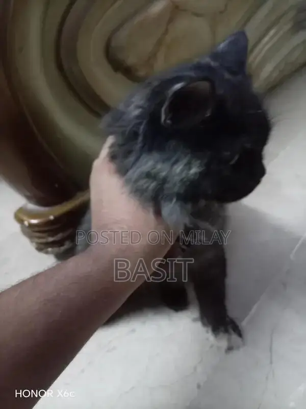 Purebred Persian Cat with Five Adorable Kittens - Complete Family Pack