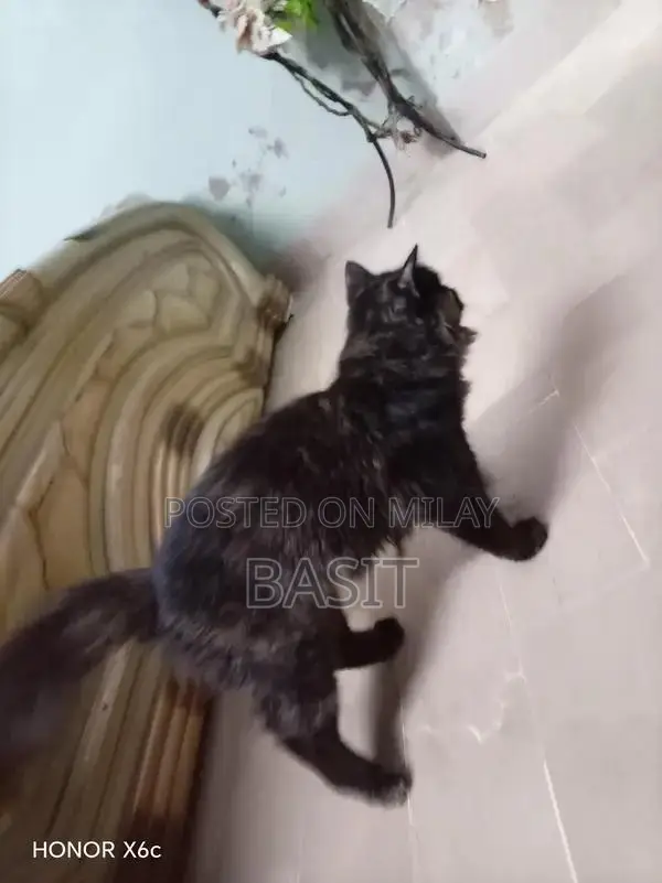 Purebred Persian Cat with Five Adorable Kittens - Complete Family Pack