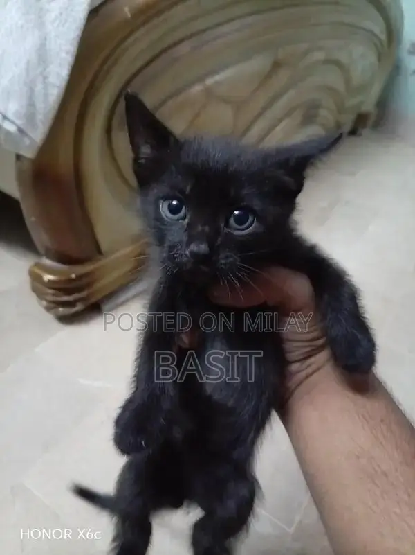 Purebred Persian Cat with Five Adorable Kittens - Complete Family Pack