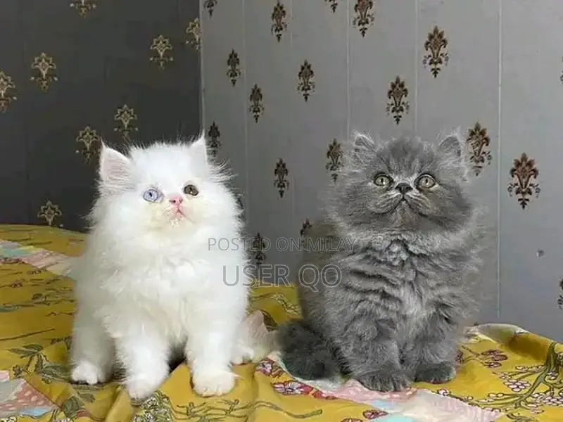 Persian Kittens - Male and Female Available