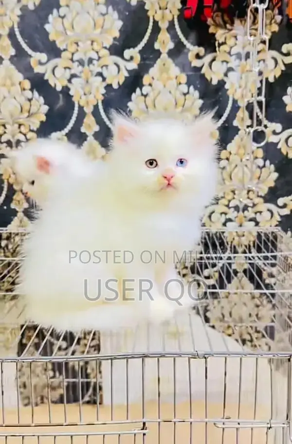 Persian Kittens - Male and Female Available