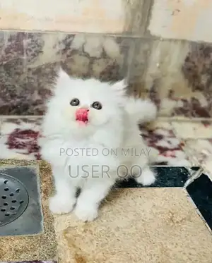 Persian Kittens - Male and Female Available