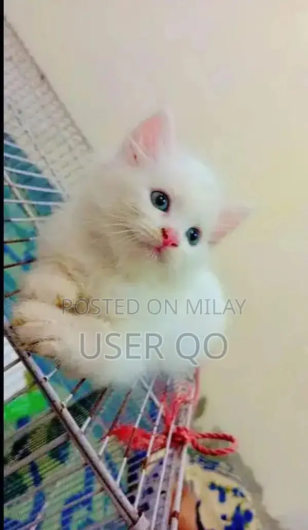 Persian Kittens - Male and Female Available