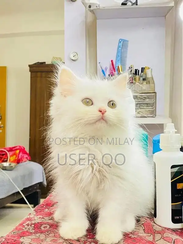 Persian Kittens - Male and Female Available