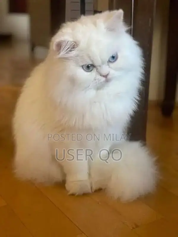 Persian Kittens - Male and Female Available