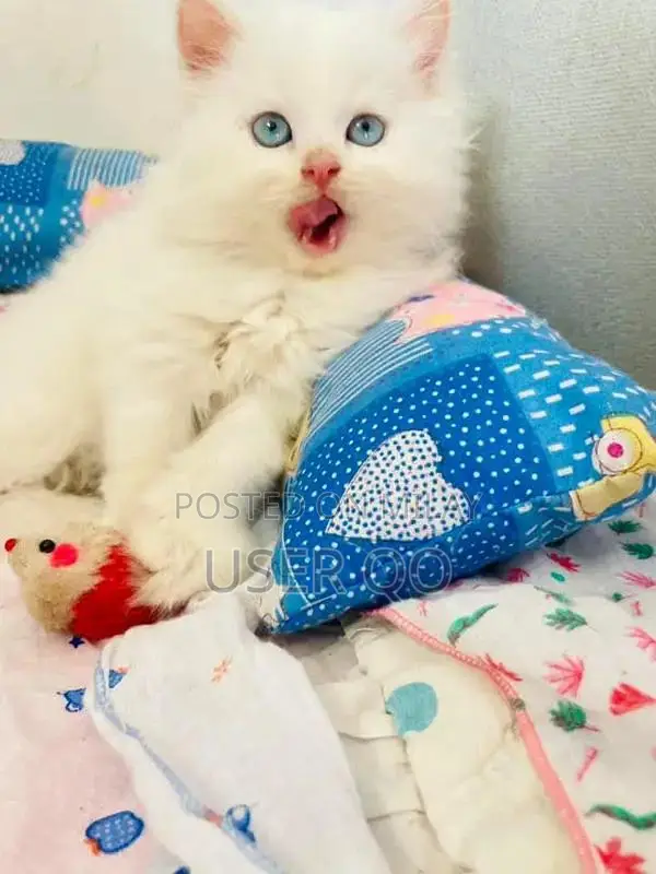 Persian Kittens - Male and Female Available