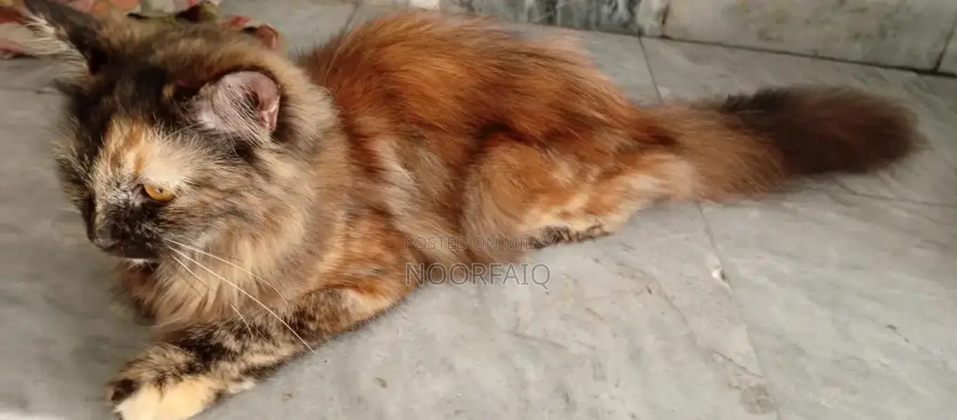 Persian Cat - Fluffy Triple Coat Feline with Luxurious Fur