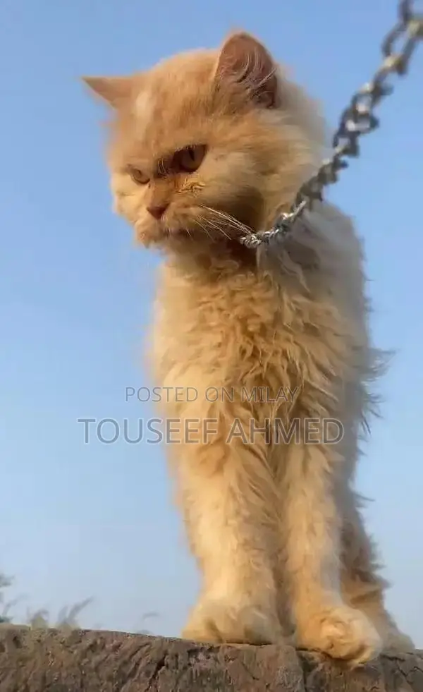 Punch Face Persian Female Cat - Purebred and Vaccinated