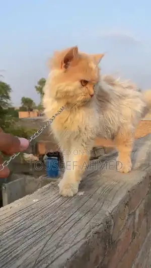 Punch Face Persian Female Cat - Purebred and Vaccinated