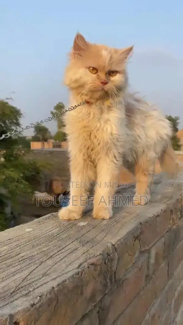 Punch Face Persian Female Cat - Purebred and Vaccinated