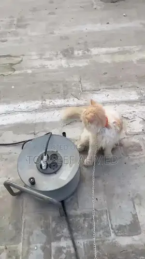 Punch Face Persian Female Cat - Purebred and Vaccinated