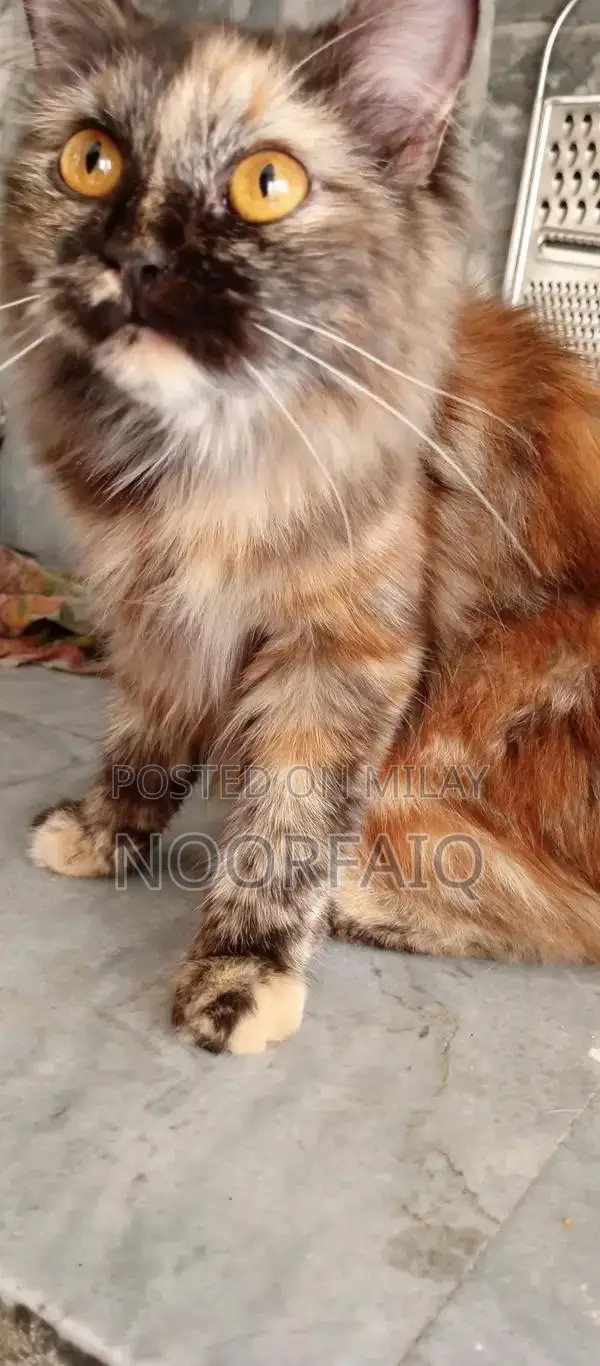 Persian Cat - Fluffy Triple Coat Feline with Luxurious Fur