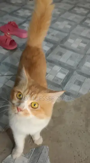 Photo - Purebred Persian Male Cat - Excellent Health and Companion