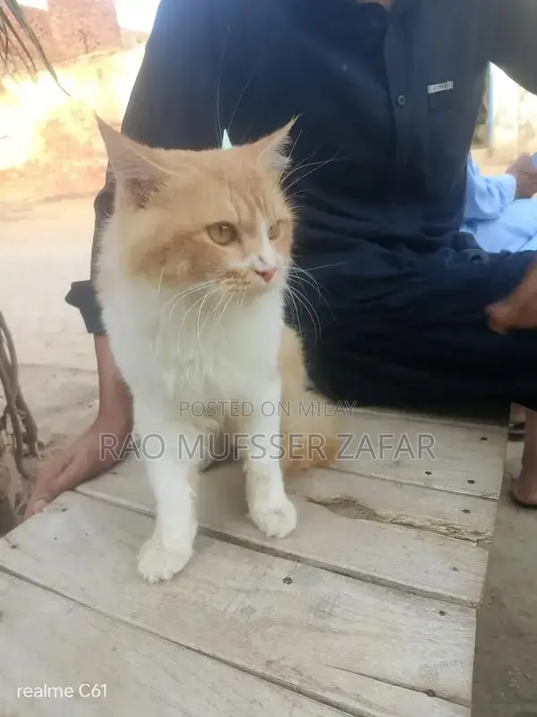 Purebred Persian Male Cat - Excellent Health and Companion