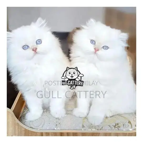 Persian Kitten - Adorable Punchface British Breed