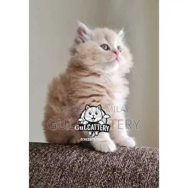 Persian Kitten - Adorable Punchface British Breed