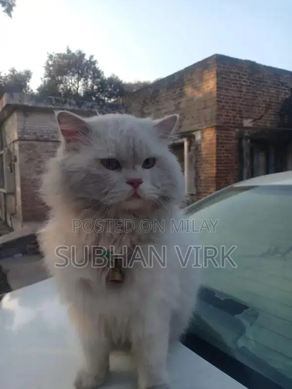 Persian Cat Breeder Pair - White Coat, Blue Eyes