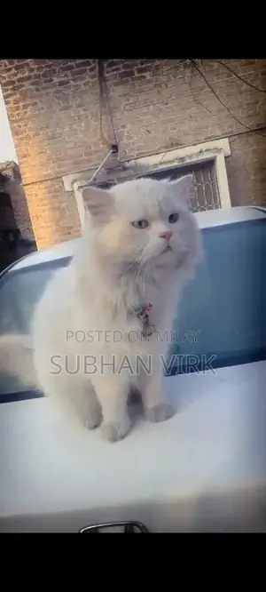 Persian Cat Breeder Pair - White Coat, Blue Eyes