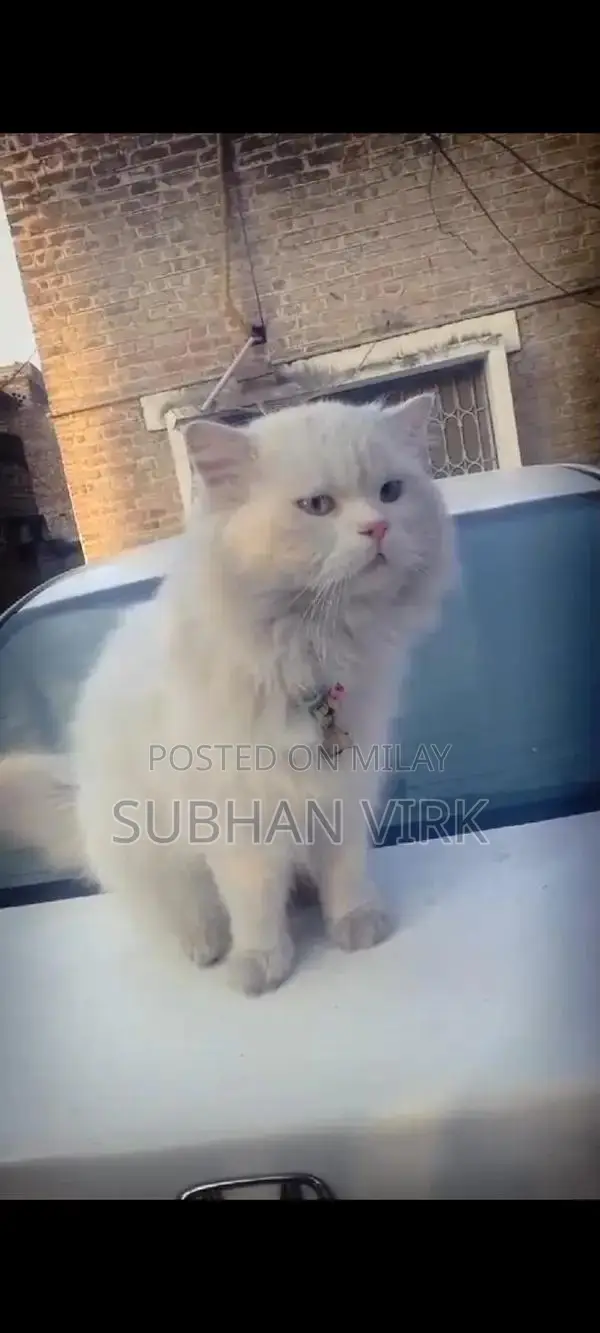 Persian Cat Breeder Pair - White Coat, Blue Eyes