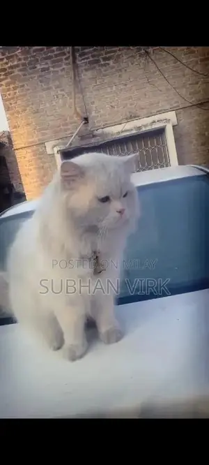 Persian Cat Breeder Pair - White Coat, Blue Eyes