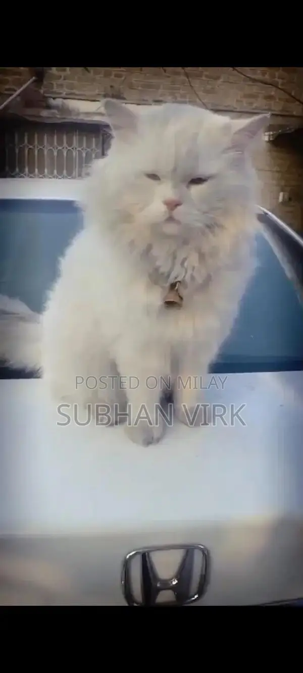 Persian Cat Breeder Pair - White Coat, Blue Eyes