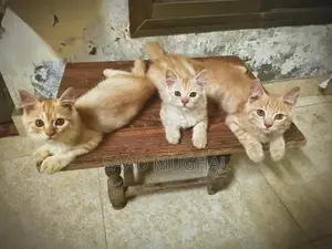 Photo - Adorable Persian Cats - Young Feline Companions