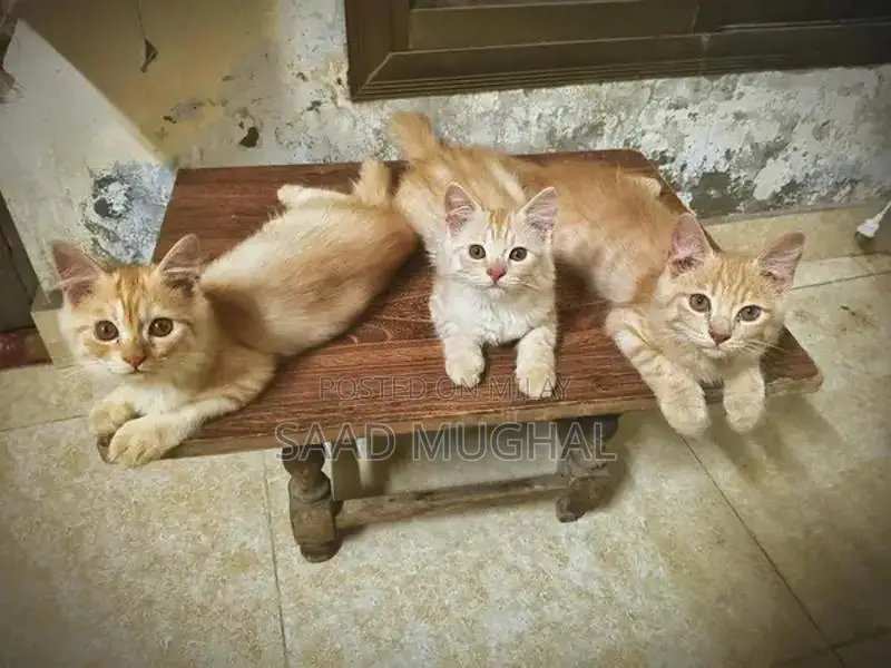 Adorable Persian Cats - Young Feline Companions