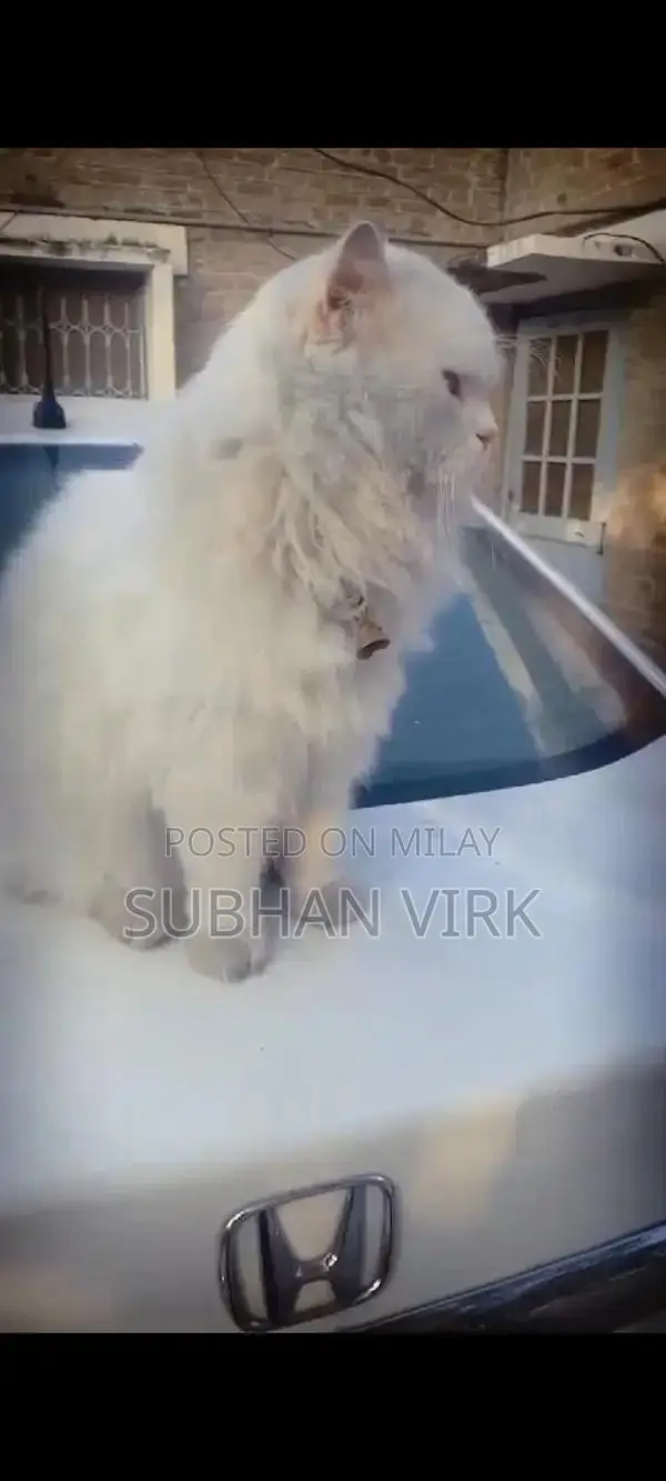 Persian Cat Breeder Pair - White Coat, Blue Eyes