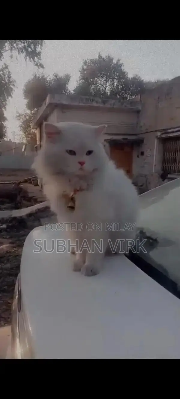 Persian Cat Breeder Pair - White Coat, Blue Eyes