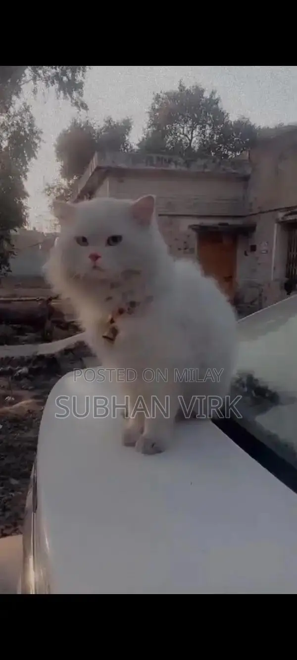 Persian Cat Breeder Pair - White Coat, Blue Eyes