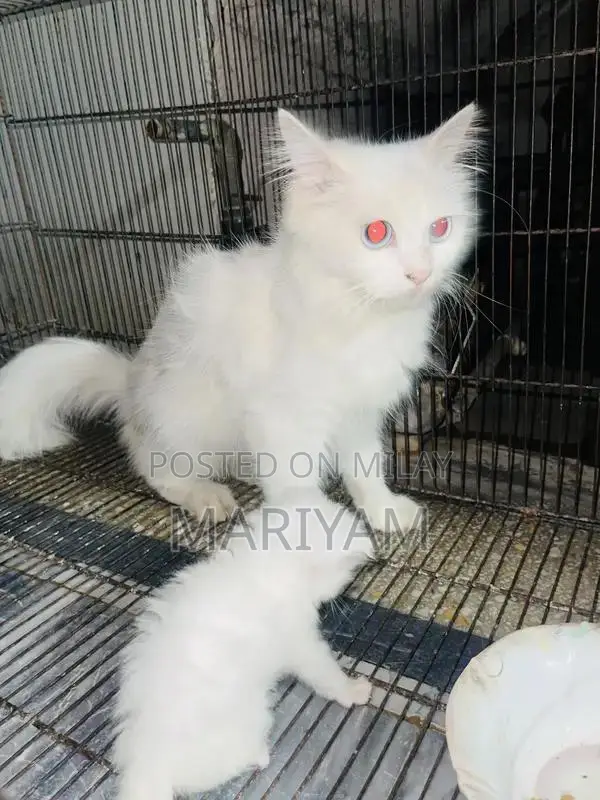 Triple Coated Female Persian Cat with Blue Eyes