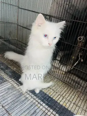Triple Coated Female Persian Cat with Blue Eyes