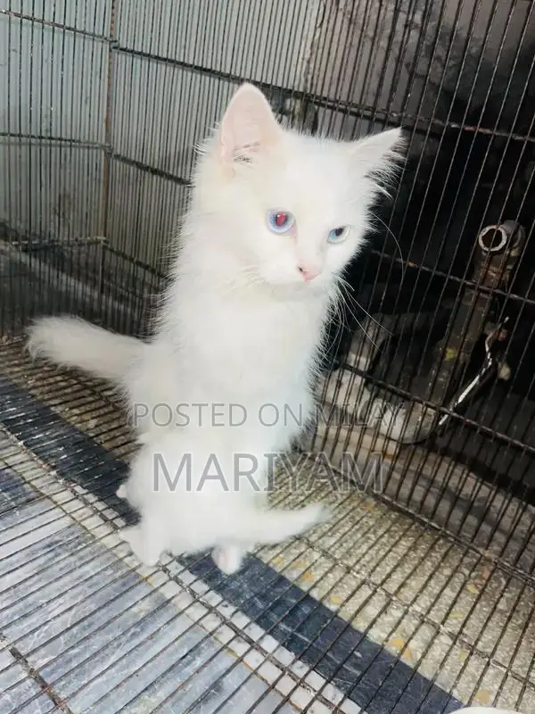 Triple Coated Female Persian Cat with Blue Eyes