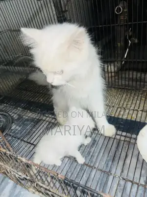 Triple Coated Female Persian Cat with Blue Eyes