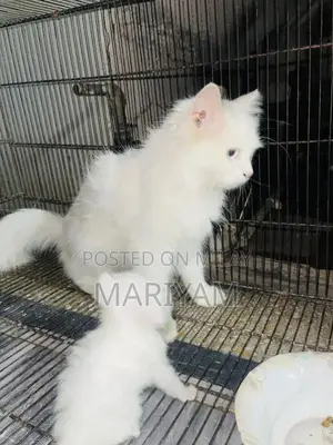 Triple Coated Female Persian Cat with Blue Eyes